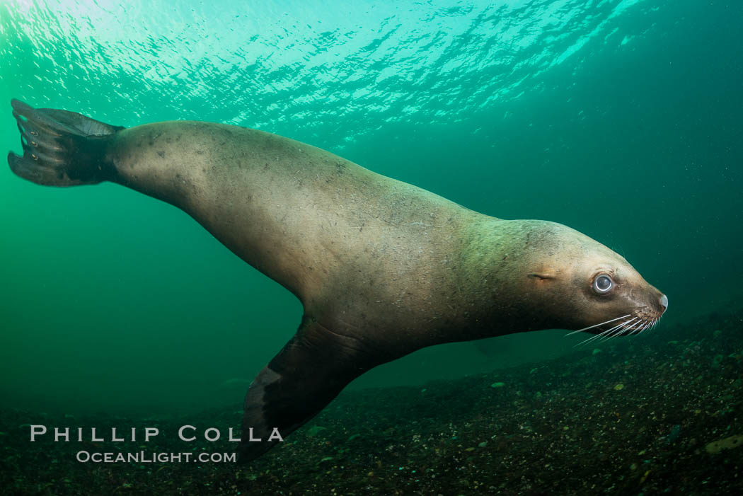 Steller Sea Lion Underwater, Hornby Island, Canada, Eumetopias jubatus ...