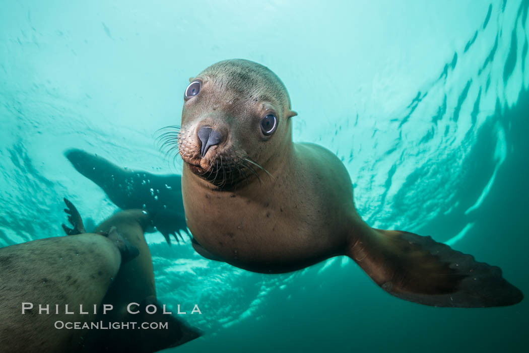 Steller sea lion underwater, Norris Rocks, Hornby Island, British Columbia, Canada., Eumetopias jubatus, natural history stock photograph, photo id 32700