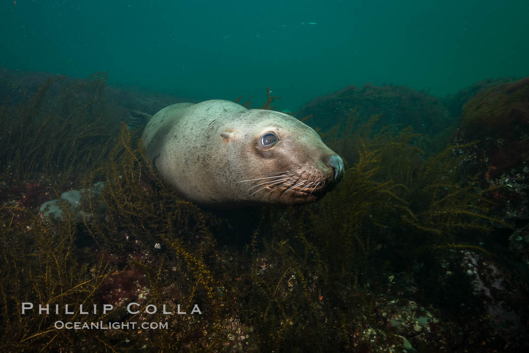 Steller sea lion underwater, Norris Rocks, Hornby Island, British Columbia, Canada., Eumetopias jubatus, natural history stock photograph, photo id 32708