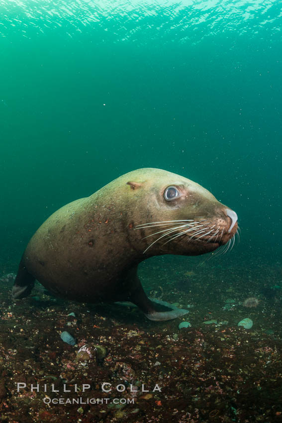 Steller sea lion underwater, Norris Rocks, Hornby Island, British Columbia, Canada., Eumetopias jubatus, natural history stock photograph, photo id 32736