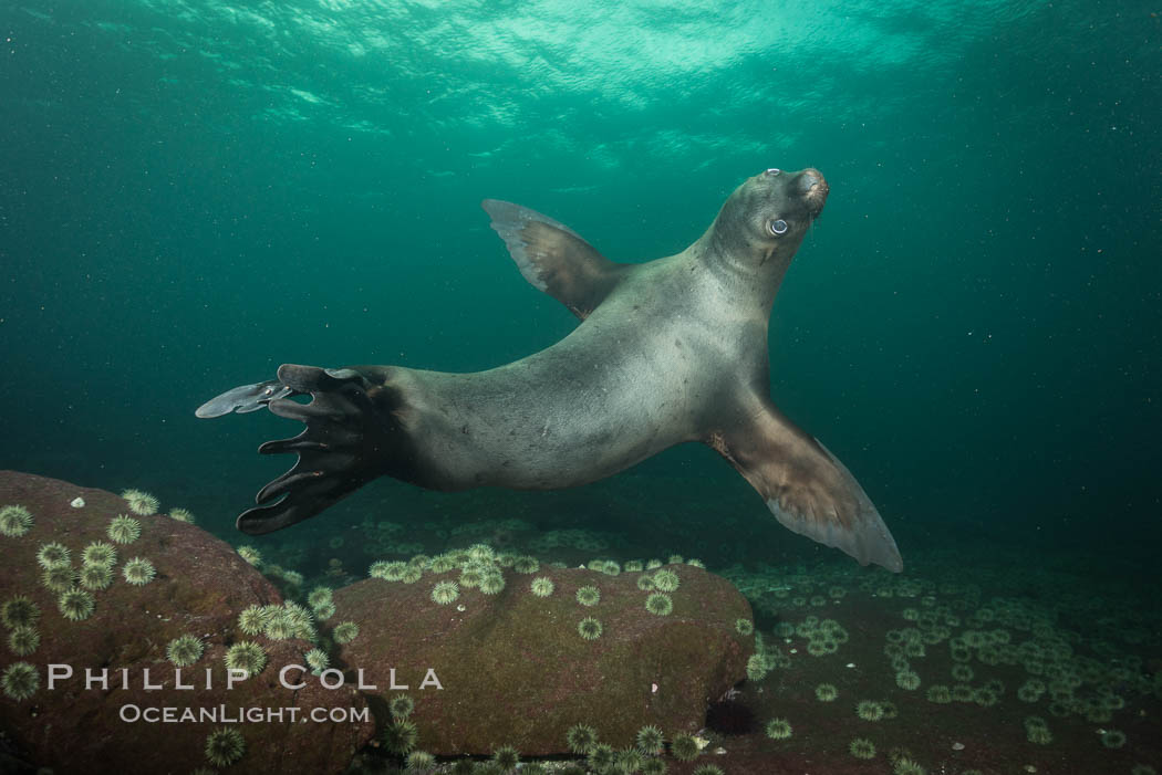 Steller sea lion underwater, Norris Rocks, Hornby Island, British Columbia, Canada., Eumetopias jubatus, natural history stock photograph, photo id 32768