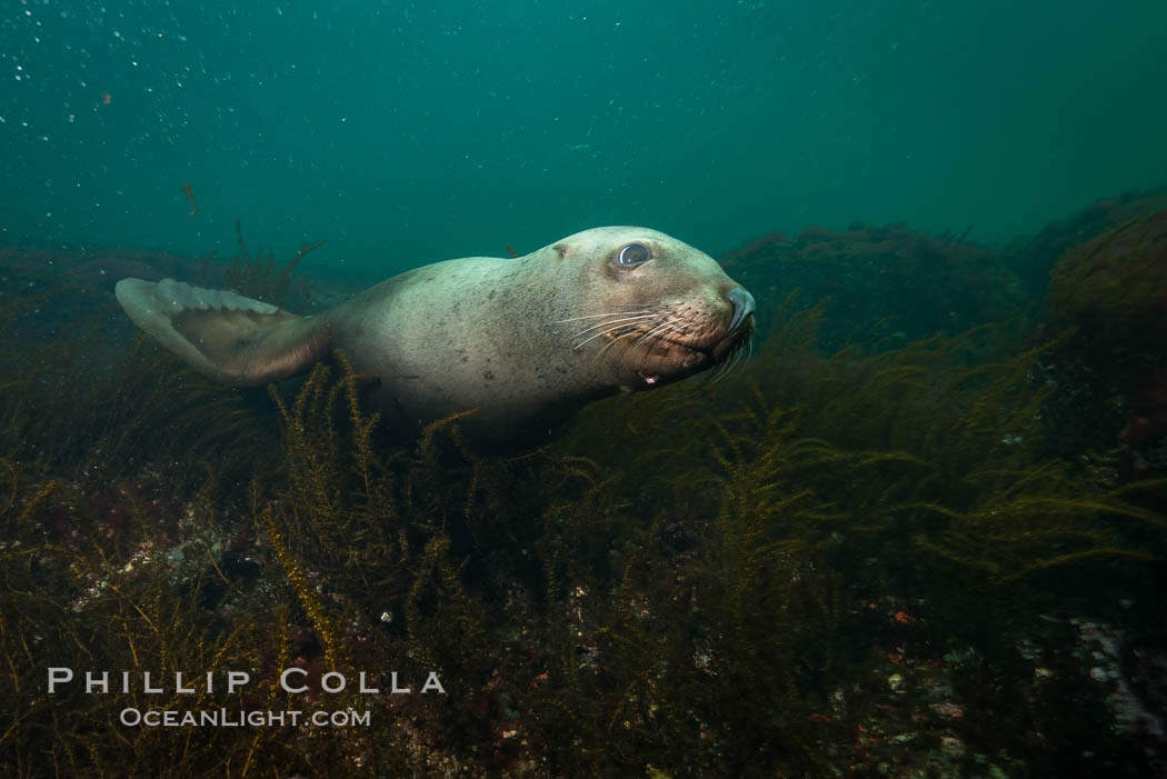 Steller sea lion underwater, Norris Rocks, Hornby Island, British Columbia, Canada., Eumetopias jubatus, natural history stock photograph, photo id 32800