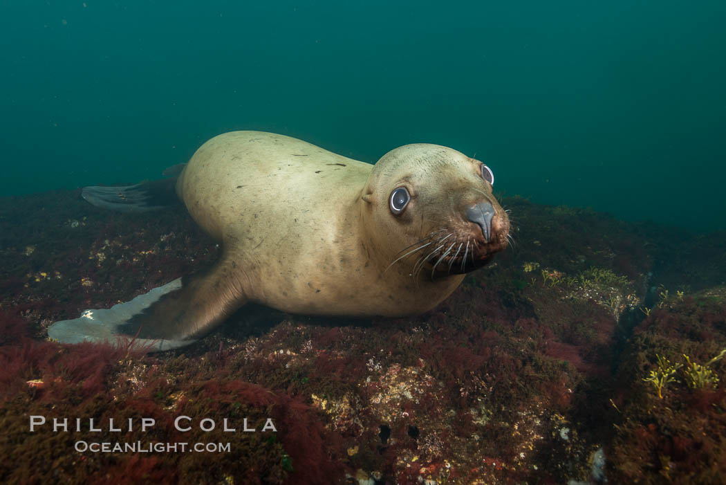 Steller sea lion underwater, Norris Rocks, Hornby Island, British Columbia, Canada., Eumetopias jubatus, natural history stock photograph, photo id 32804