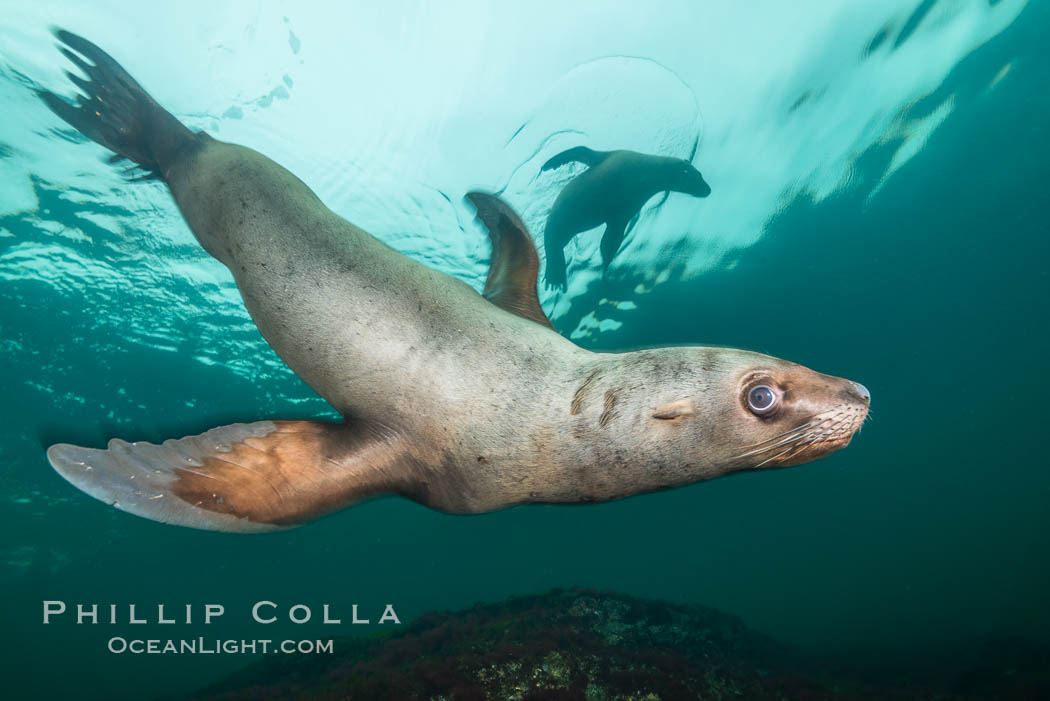 Steller sea lion underwater, Norris Rocks, Hornby Island, British Columbia, Canada., Eumetopias jubatus, natural history stock photograph, photo id 32671