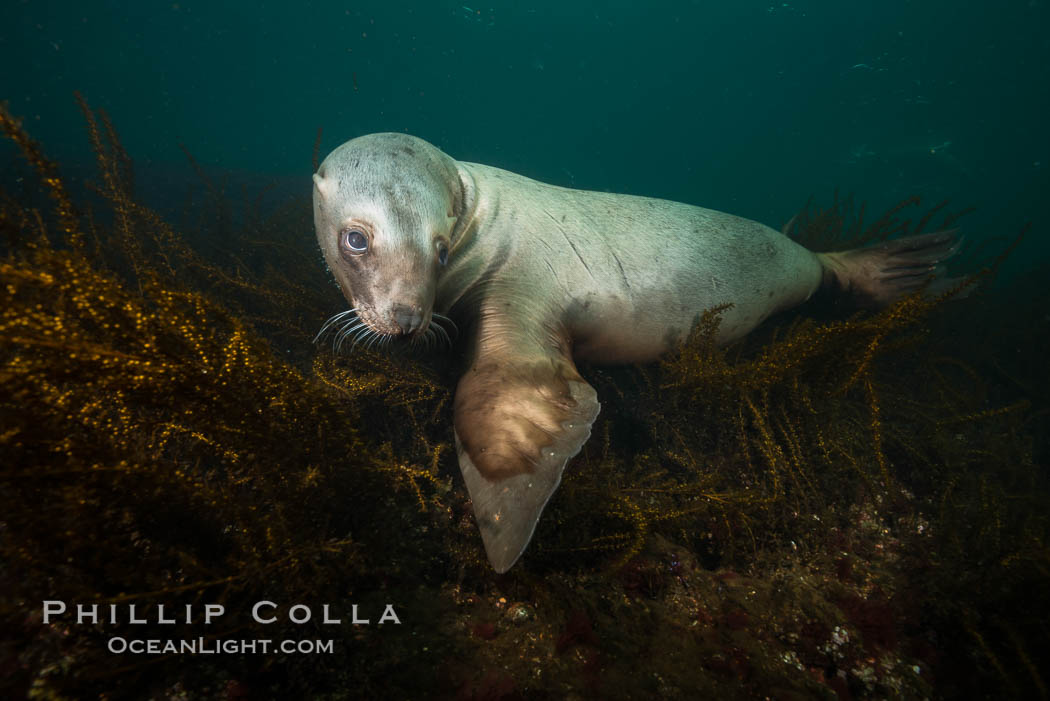 Steller sea lion underwater, Norris Rocks, Hornby Island, British Columbia, Canada., Eumetopias jubatus, natural history stock photograph, photo id 32675