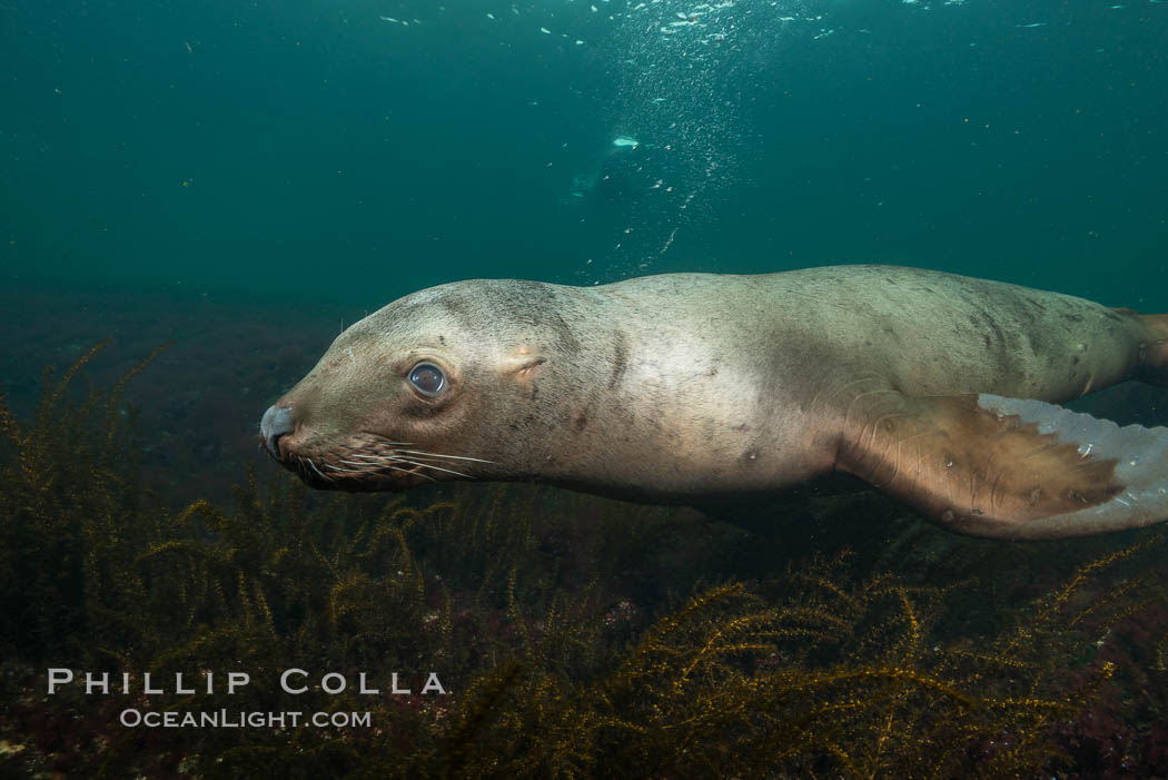 Steller sea lion underwater, Norris Rocks, Hornby Island, British Columbia, Canada., Eumetopias jubatus, natural history stock photograph, photo id 32711