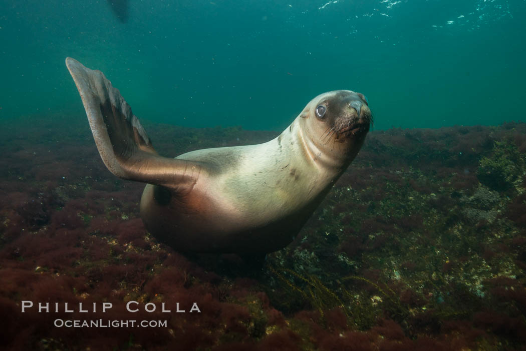 Steller sea lion underwater, Norris Rocks, Hornby Island, British Columbia, Canada., Eumetopias jubatus, natural history stock photograph, photo id 32715