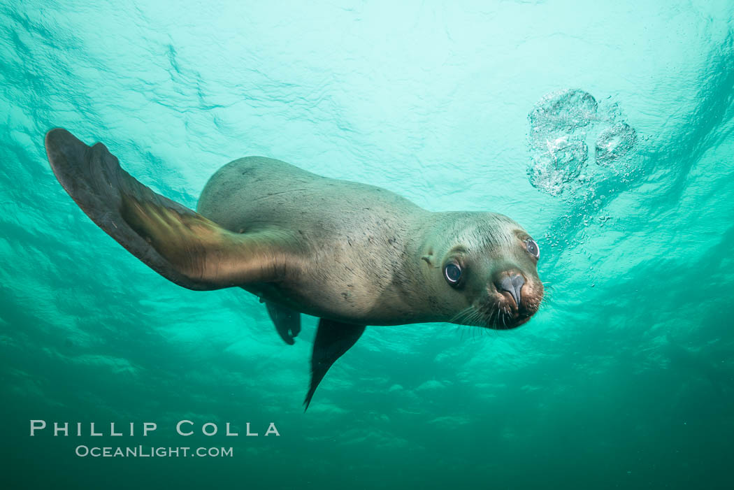 Steller sea lion underwater, Norris Rocks, Hornby Island, British Columbia, Canada., Eumetopias jubatus, natural history stock photograph, photo id 32719