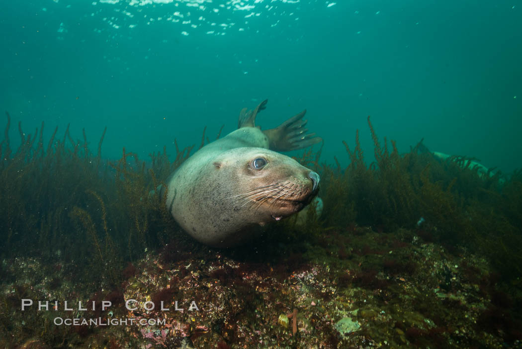 Steller sea lion underwater, Norris Rocks, Hornby Island, British Columbia, Canada., Eumetopias jubatus, natural history stock photograph, photo id 32755