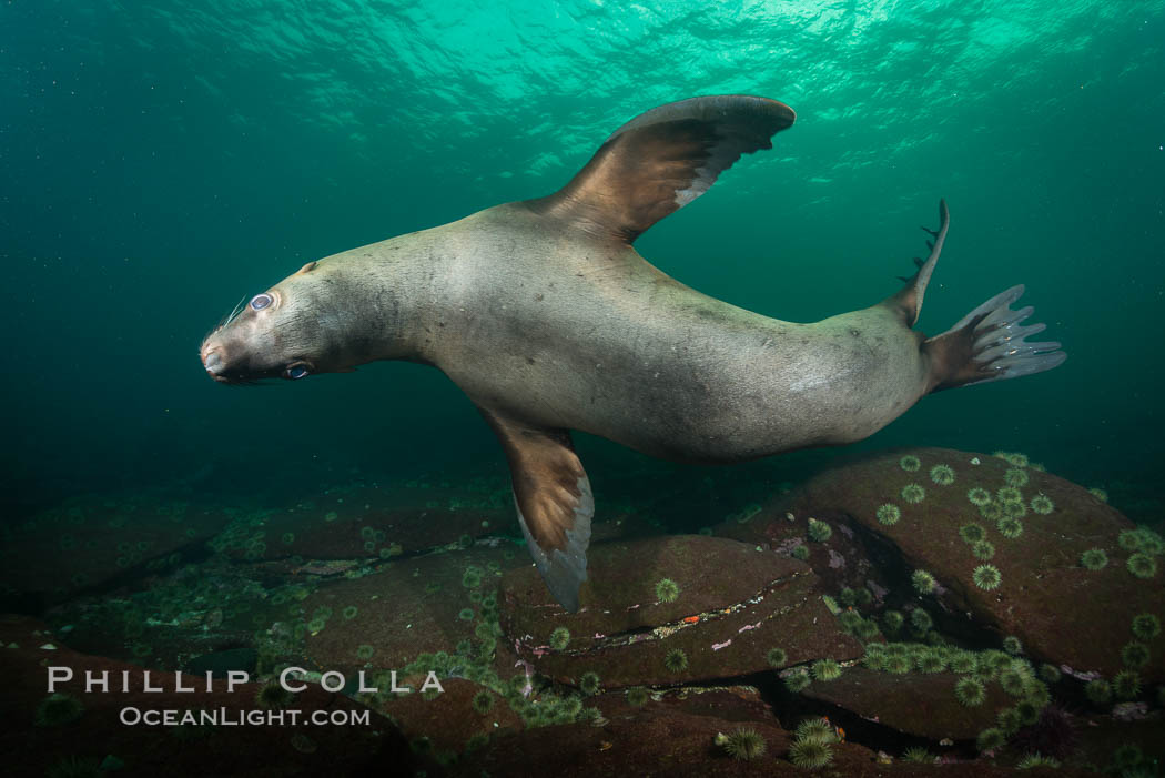 Steller sea lion underwater, Norris Rocks, Hornby Island, British Columbia, Canada., Eumetopias jubatus, natural history stock photograph, photo id 32767