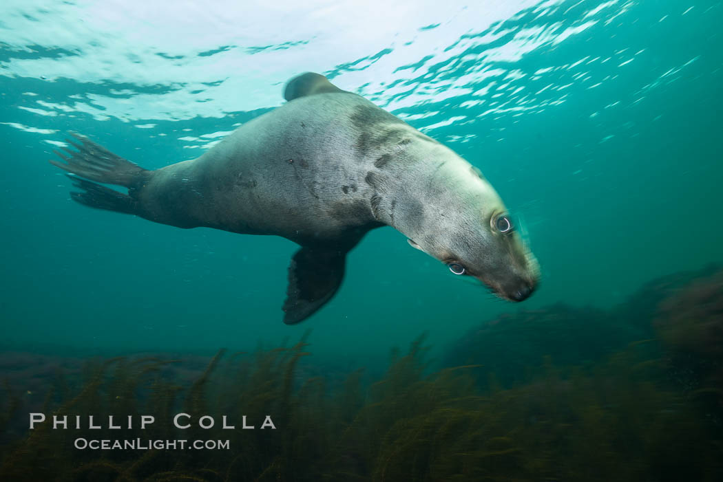 Steller sea lion underwater, Norris Rocks, Hornby Island, British Columbia, Canada., Eumetopias jubatus, natural history stock photograph, photo id 32799