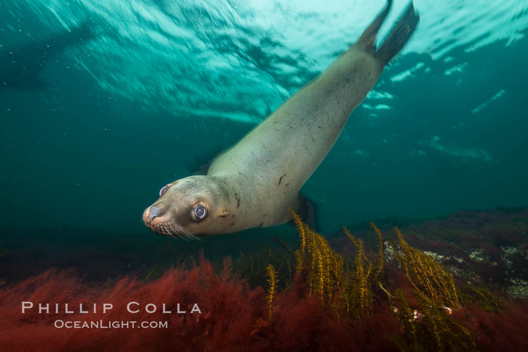 Steller sea lion underwater, Norris Rocks, Hornby Island, British Columbia, Canada., Eumetopias jubatus, natural history stock photograph, photo id 32693