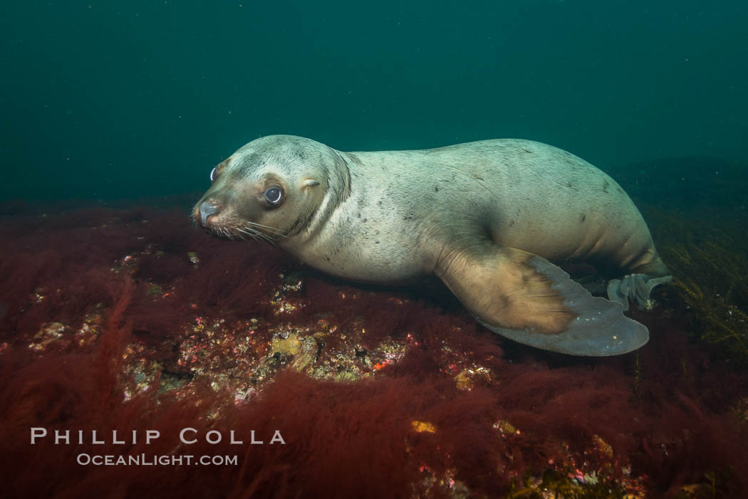 Steller sea lion underwater, Norris Rocks, Hornby Island, British Columbia, Canada., Eumetopias jubatus, natural history stock photograph, photo id 32749