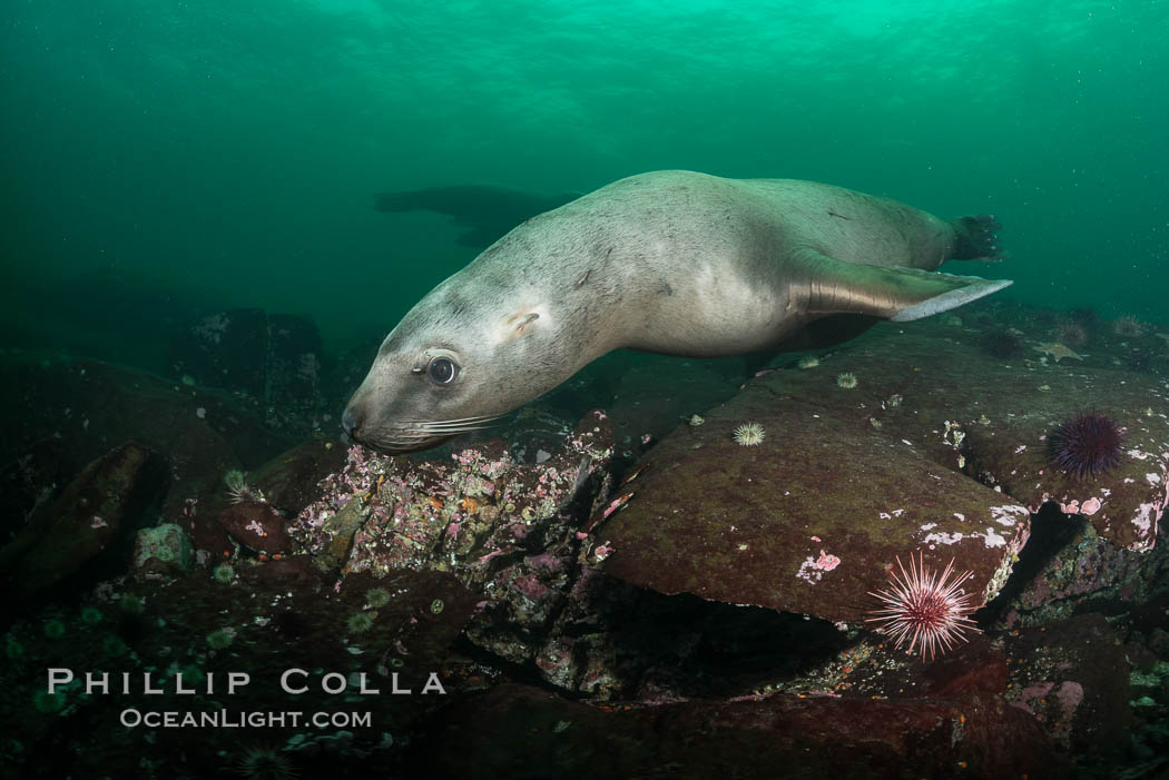 Steller sea lion underwater, Norris Rocks, Hornby Island, British Columbia, Canada., Eumetopias jubatus, natural history stock photograph, photo id 32769