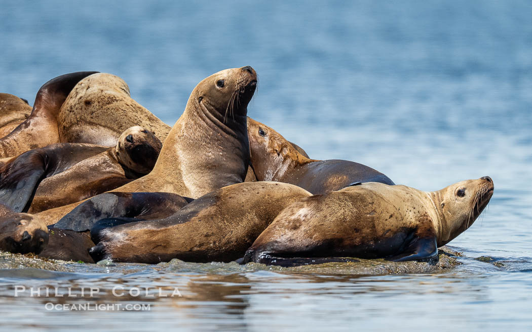 Steller Sea Lions hauled out on Centre Islet, near Cortes Island, British Columbia., Eumetopias jubatus, natural history stock photograph, photo id 41906