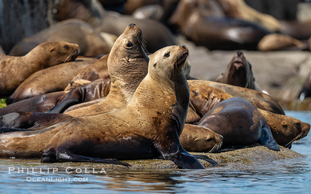 Steller Sea Lions hauled out on Centre Islet, near Cortes Island, British Columbia., Eumetopias jubatus, natural history stock photograph, photo id 41912