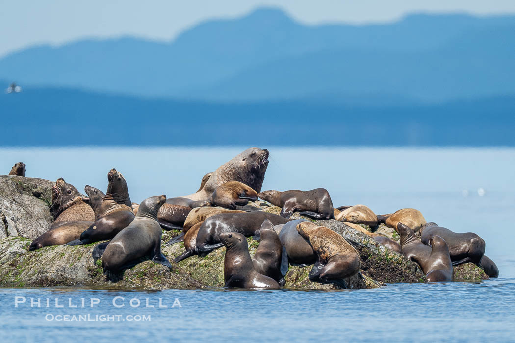 Steller Sea Lions hauled out on Centre Islet, near Cortes Island, British Columbia., Eumetopias jubatus, natural history stock photograph, photo id 41920