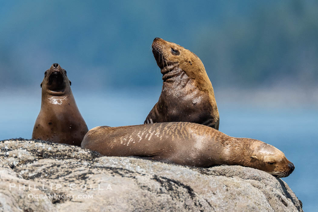 Steller Sea Lions hauled out on Centre Islet, near Cortes Island, British Columbia., Eumetopias jubatus, natural history stock photograph, photo id 41919