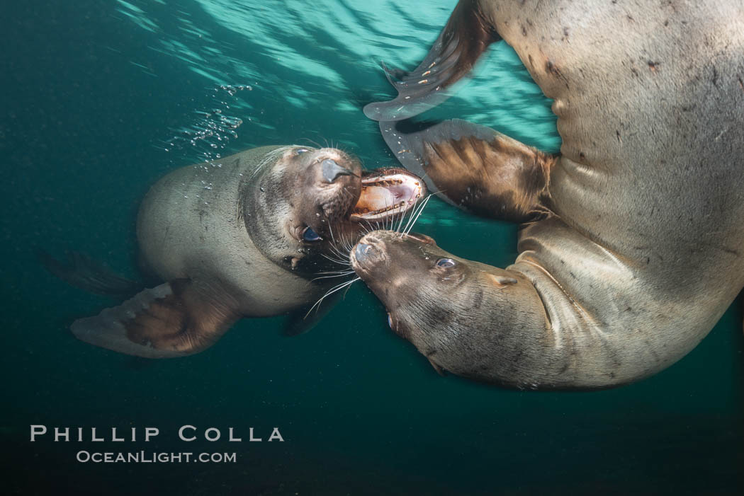Young Steller sea lions mock jousting underwater,  a combination of play and mild agreession, Norris Rocks, Hornby Island, British Columbia, Canada., Eumetopias jubatus, natural history stock photograph, photo id 32688