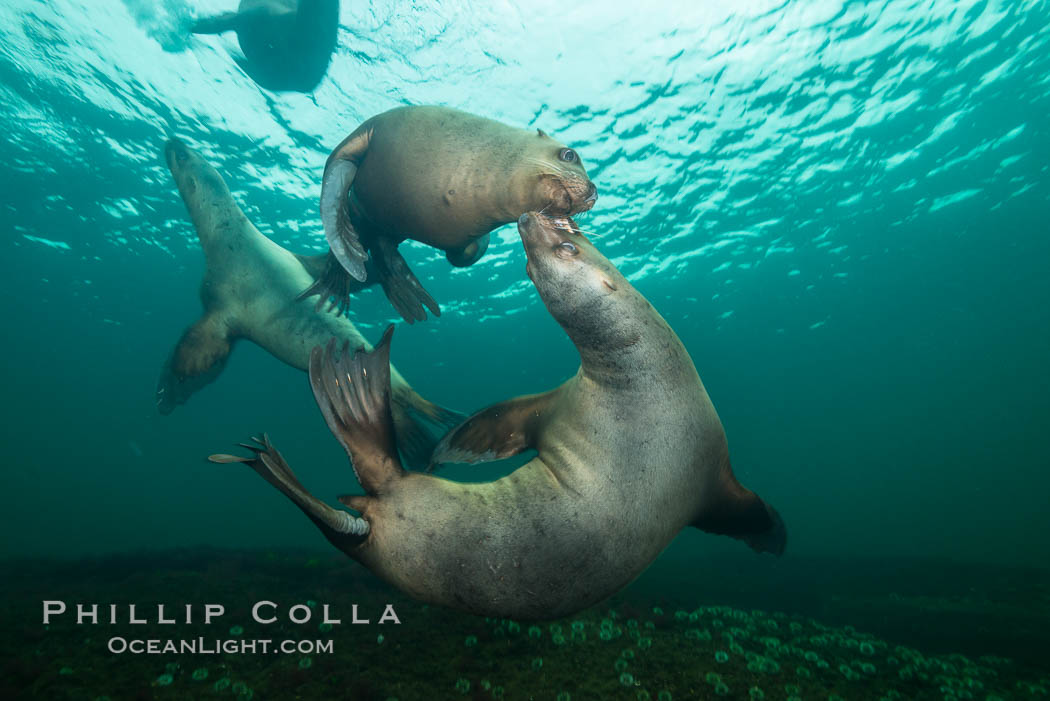 Young Steller sea lions mock jousting underwater,  a combination of play and mild agreession, Norris Rocks, Hornby Island, British Columbia, Canada., Eumetopias jubatus, natural history stock photograph, photo id 32669