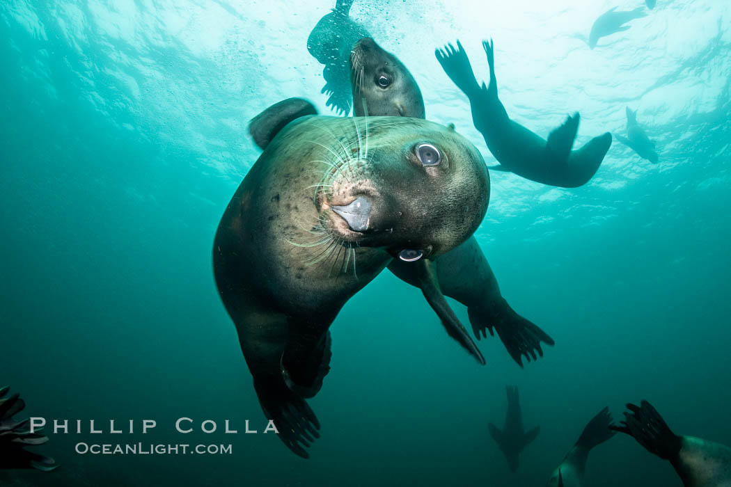 Steller sea lions underwater, Norris Rocks, Hornby Island, British Columbia, Canada., Eumetopias jubatus, natural history stock photograph, photo id 36058