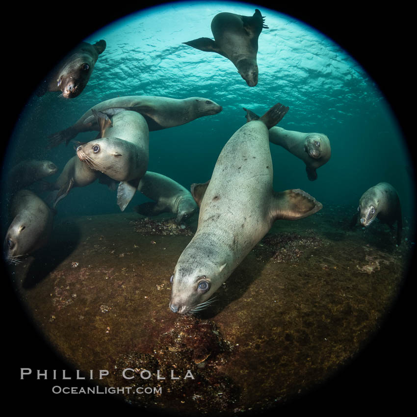 Steller sea lions underwater, Norris Rocks, Hornby Island, British Columbia, Canada., Eumetopias jubatus, natural history stock photograph, photo id 36062