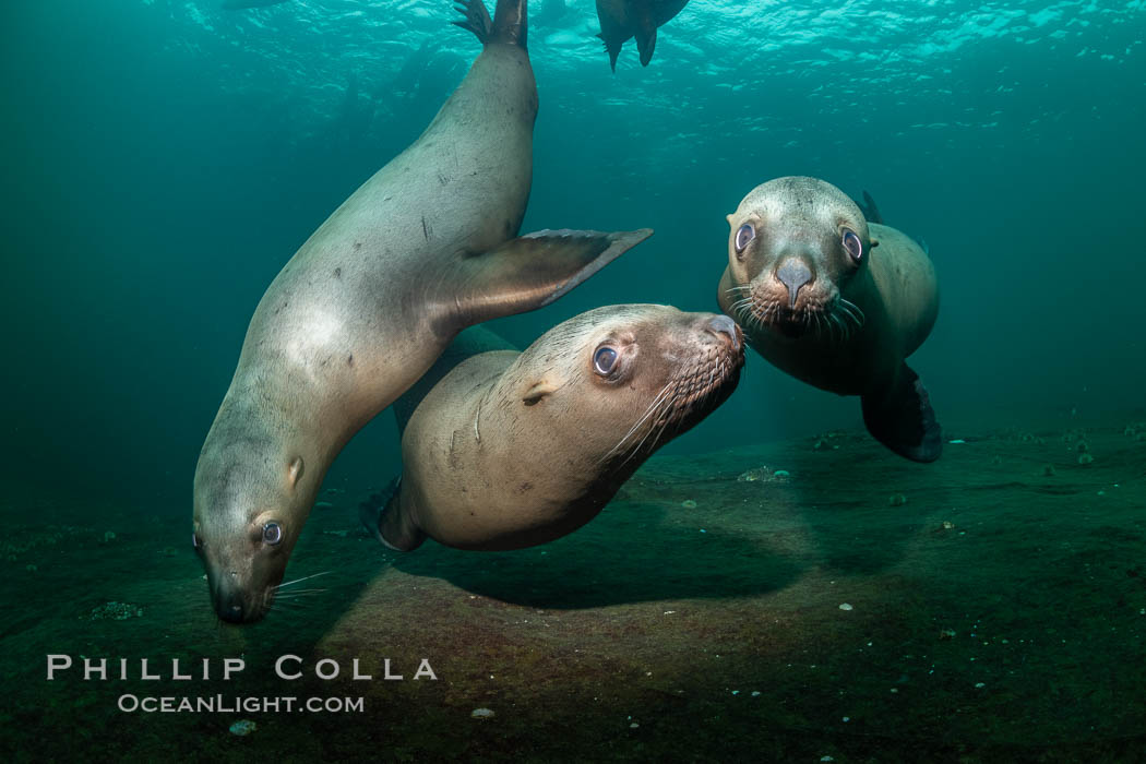 Steller sea lions underwater, Norris Rocks, Hornby Island, British Columbia, Canada., Eumetopias jubatus, natural history stock photograph, photo id 36066