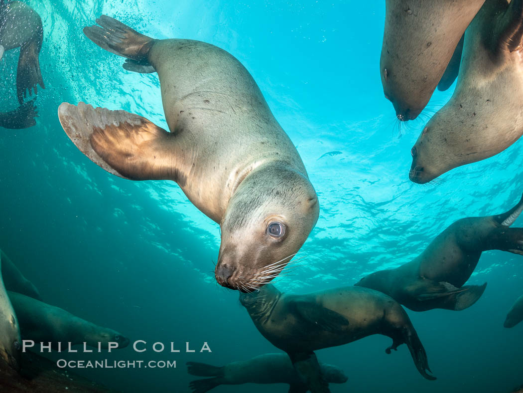 Steller sea lions underwater, Norris Rocks, Hornby Island, British Columbia, Canada., Eumetopias jubatus, natural history stock photograph, photo id 36082