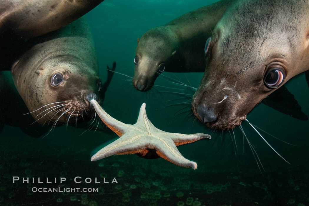 Steller sea lions underwater, playing with starfish sea star, Norris Rocks, Hornby Island, British Columbia, Canada., Eumetopias jubatus, natural history stock photograph, photo id 36086