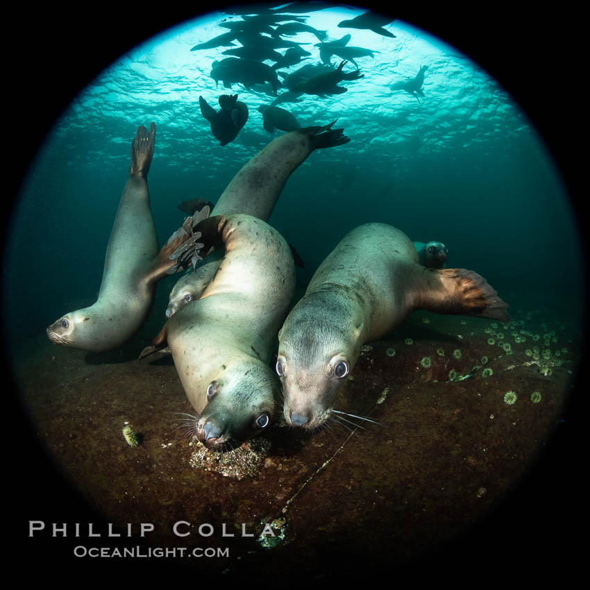 Steller sea lions underwater, Norris Rocks, Hornby Island, British Columbia, Canada., Eumetopias jubatus, natural history stock photograph, photo id 36090