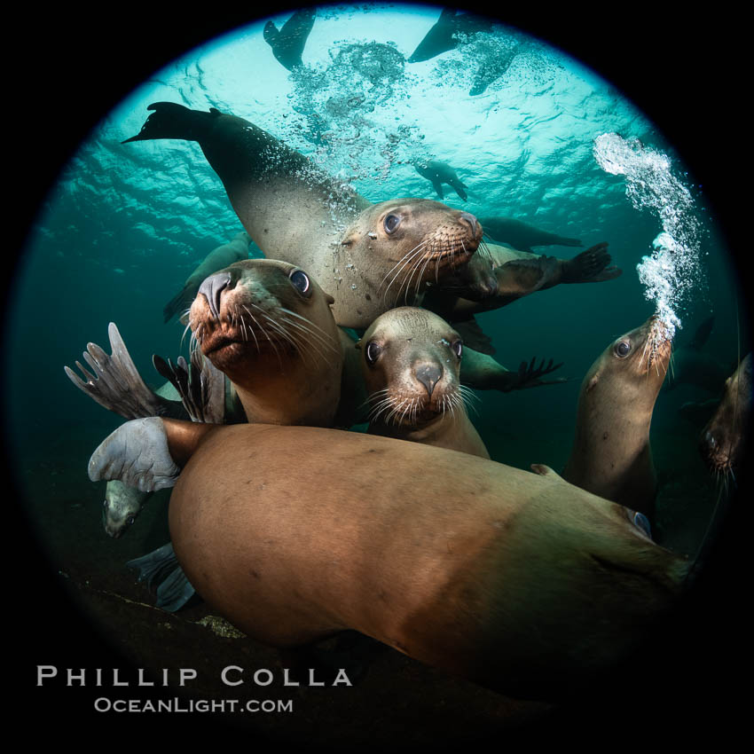 Steller sea lions underwater, Norris Rocks, Hornby Island, British Columbia, Canada., Eumetopias jubatus, natural history stock photograph, photo id 36094