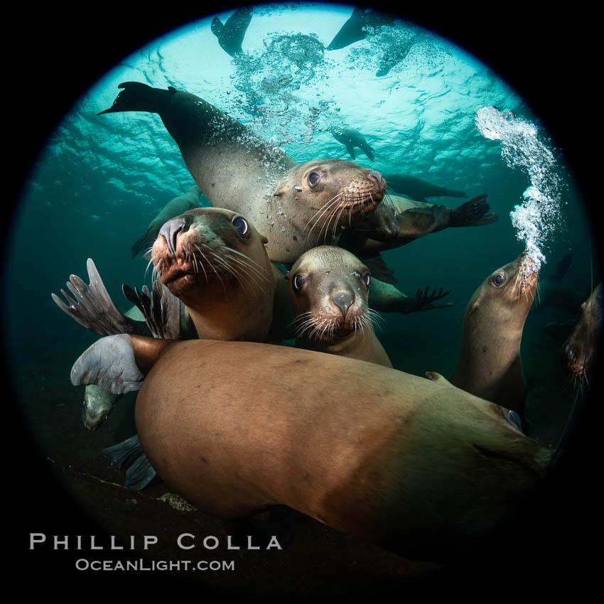 Steller sea lions underwater, Norris Rocks, Hornby Island, British Columbia, Canada., Eumetopias jubatus, natural history stock photograph, photo id 36094