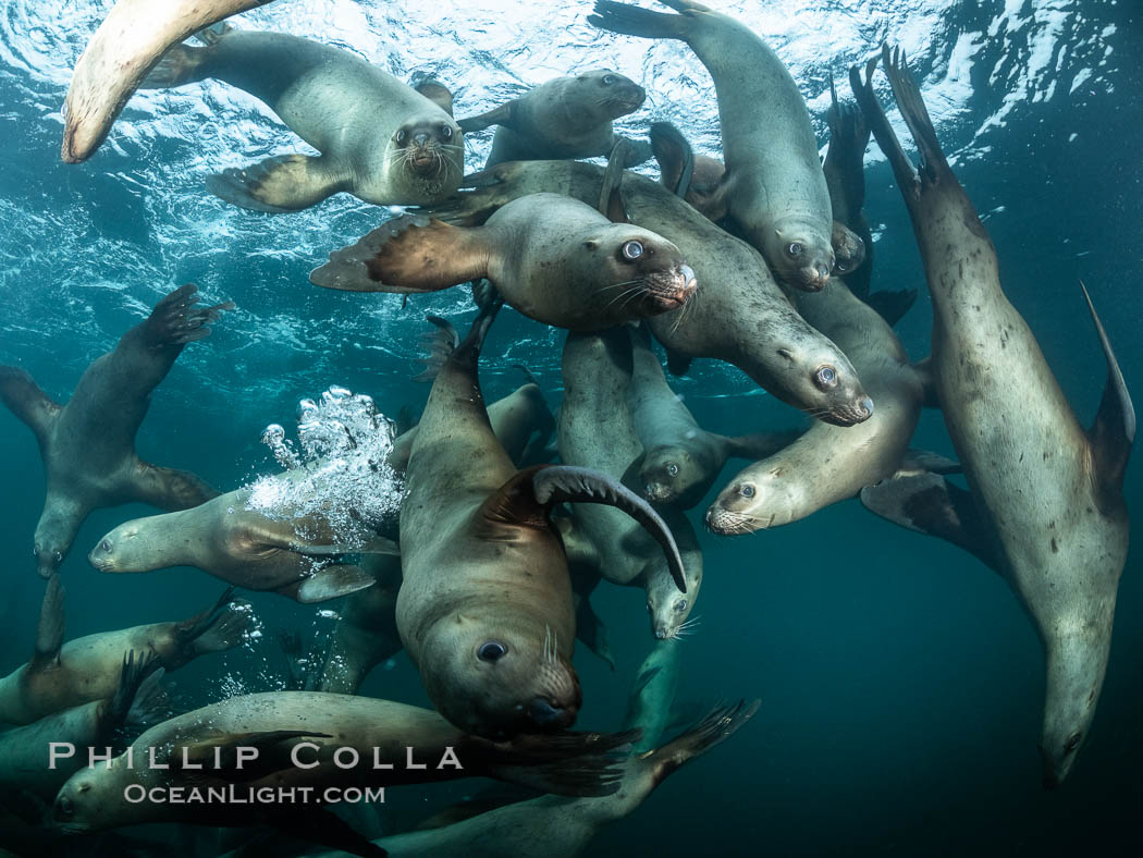 Steller sea lions underwater, Norris Rocks, Hornby Island, British Columbia, Canada., Eumetopias jubatus, natural history stock photograph, photo id 36102