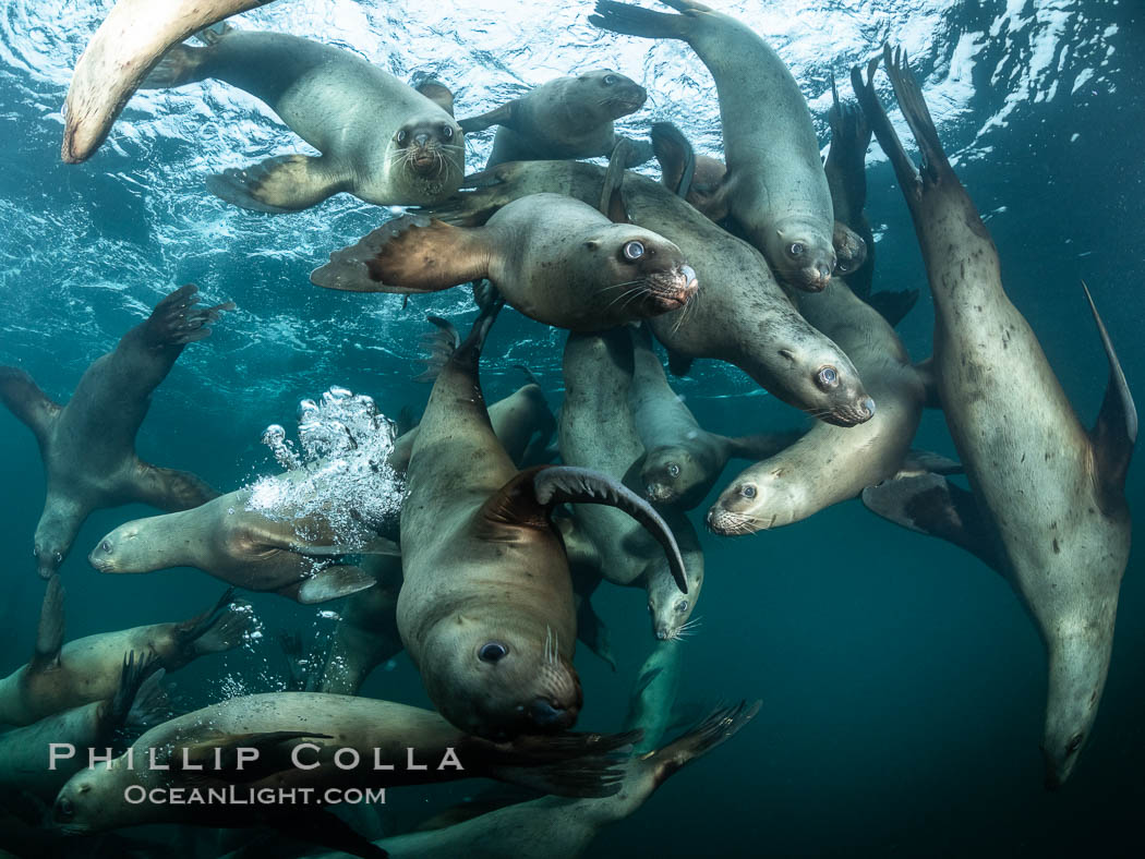 Steller sea lions underwater, Norris Rocks, Hornby Island, British Columbia, Canada., Eumetopias jubatus, natural history stock photograph, photo id 36102