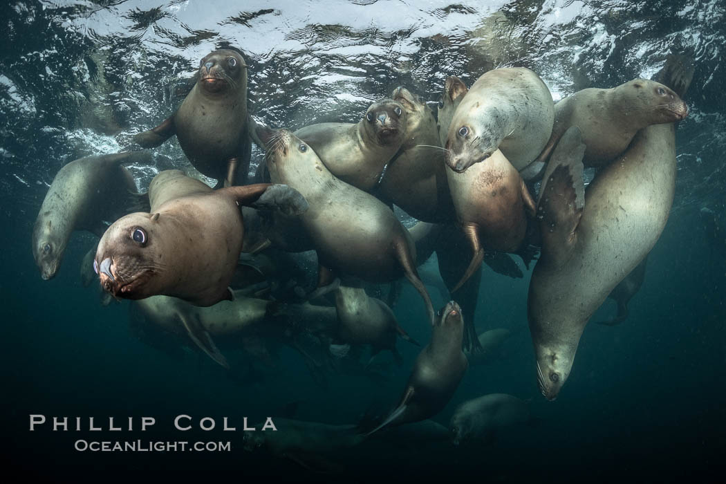 Steller sea lions underwater, Norris Rocks, Hornby Island, British Columbia, Canada., Eumetopias jubatus, natural history stock photograph, photo id 36106