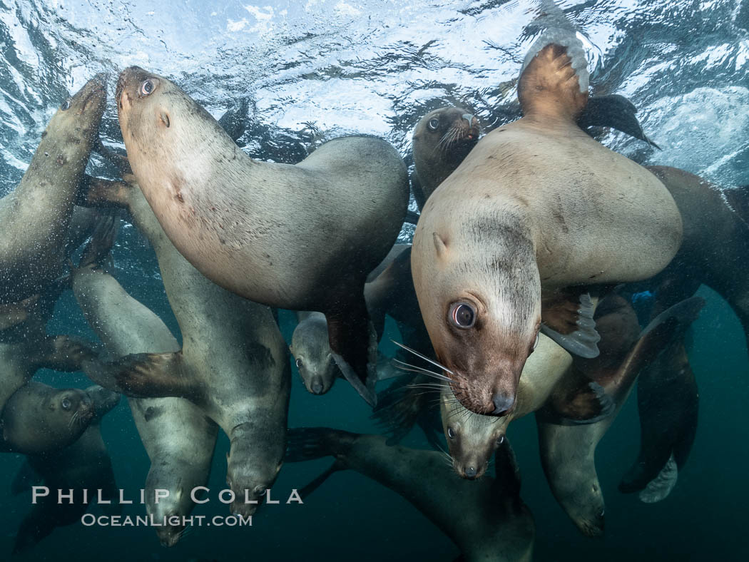 Steller sea lions underwater, Norris Rocks, Hornby Island, British Columbia, Canada., Eumetopias jubatus, natural history stock photograph, photo id 36114
