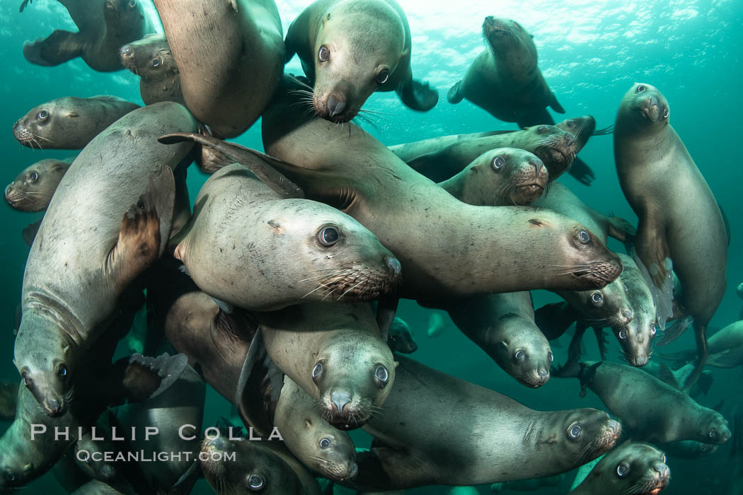 Steller sea lions underwater, Norris Rocks, Hornby Island, British Columbia, Canada, Eumetopias jubatus