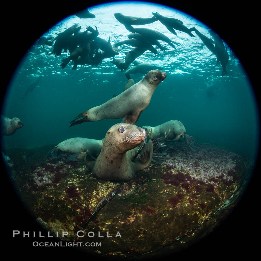 Steller sea lions underwater, Norris Rocks, Hornby Island, British Columbia, Canada., Eumetopias jubatus, natural history stock photograph, photo id 36056