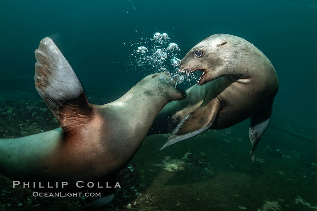 Steller sea lions underwater, Norris Rocks, Hornby Island, British Columbia, Canada., Eumetopias jubatus, natural history stock photograph, photo id 36064