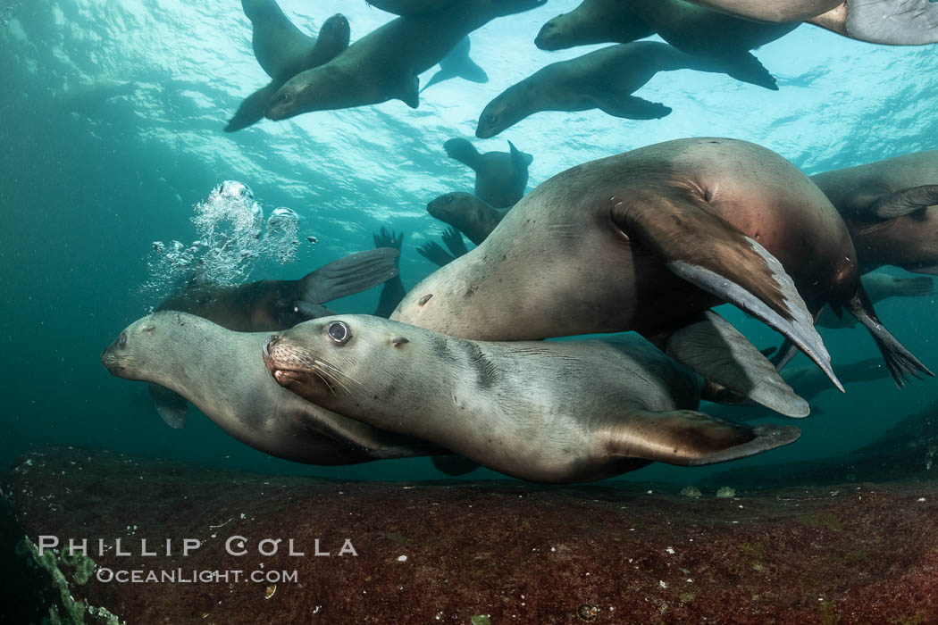 Steller sea lions underwater, Norris Rocks, Hornby Island, British Columbia, Canada., Eumetopias jubatus, natural history stock photograph, photo id 36076
