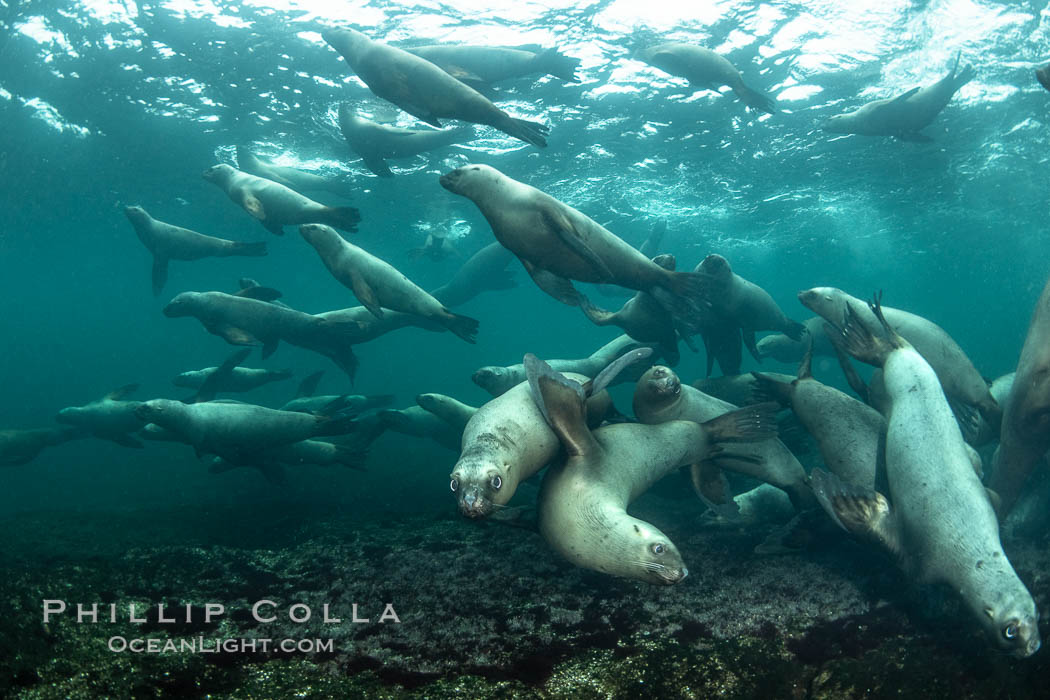 Steller sea lions underwater, Norris Rocks, Hornby Island, British Columbia, Canada., Eumetopias jubatus, natural history stock photograph, photo id 36092