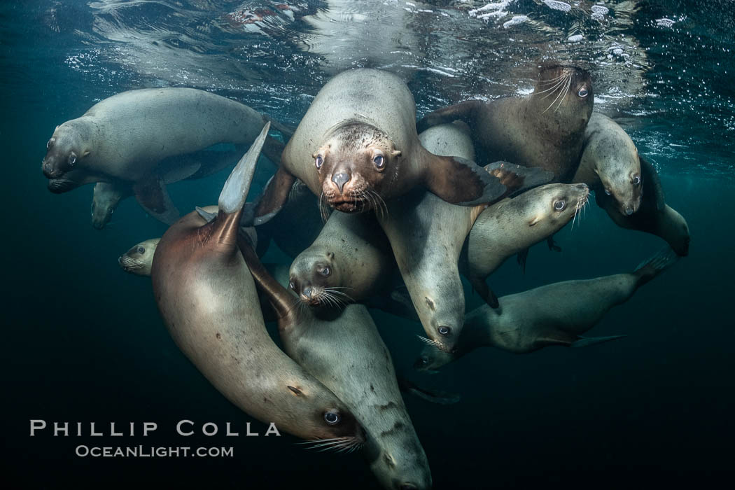 Steller sea lions underwater, Norris Rocks, Hornby Island, British Columbia, Canada., Eumetopias jubatus, natural history stock photograph, photo id 36096