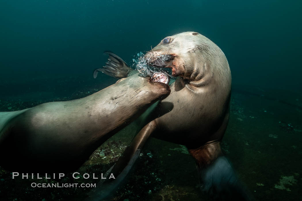 Steller sea lions underwater, juveniles mock sparring, Norris Rocks, Hornby Island, British Columbia, Canada., Eumetopias jubatus, natural history stock photograph, photo id 36100