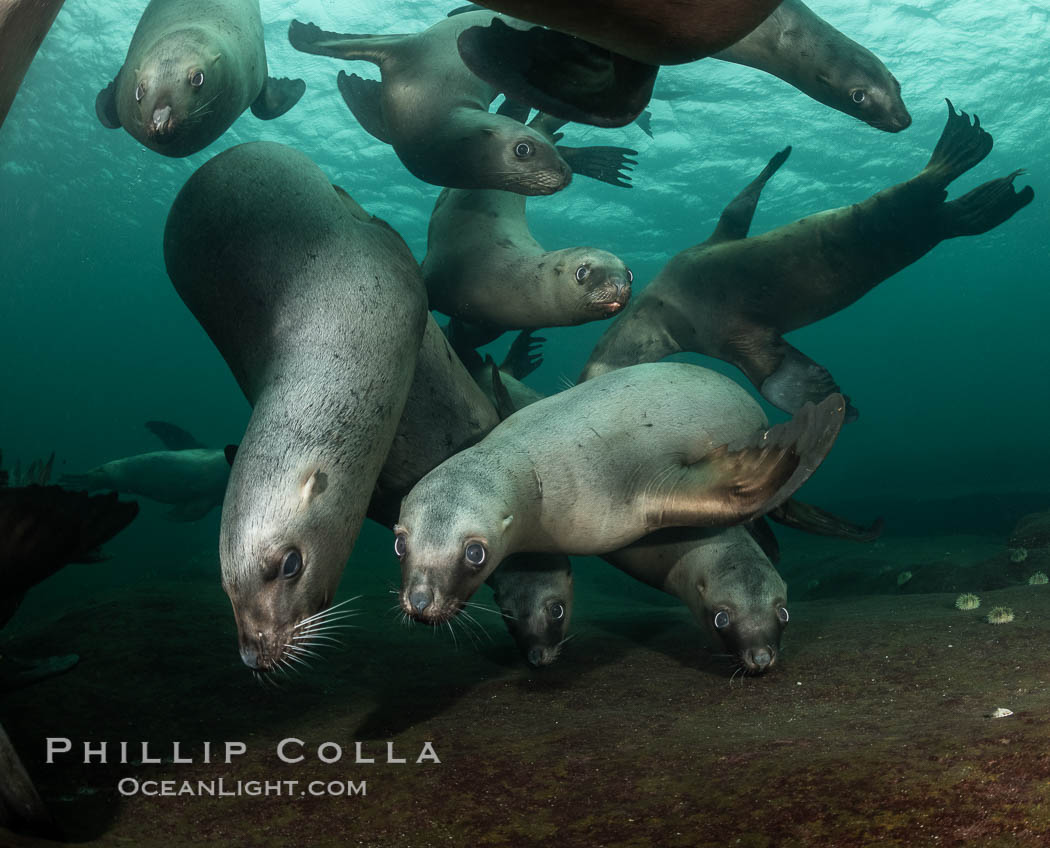 Steller sea lions underwater, Norris Rocks, Hornby Island, British Columbia, Canada., Eumetopias jubatus, natural history stock photograph, photo id 36104