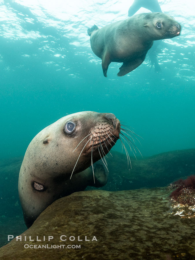 Steller sea lions underwater, Norris Rocks, Hornby Island, British Columbia, Canada., Eumetopias jubatus, natural history stock photograph, photo id 36112