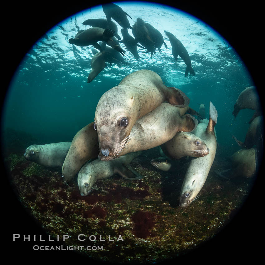 Steller sea lions underwater, Norris Rocks, Hornby Island, British Columbia, Canada., Eumetopias jubatus, natural history stock photograph, photo id 36051