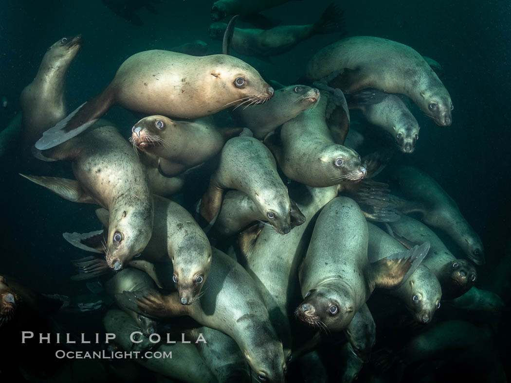 Steller sea lions underwater, Norris Rocks, Hornby Island, British Columbia, Canada., Eumetopias jubatus, natural history stock photograph, photo id 36067