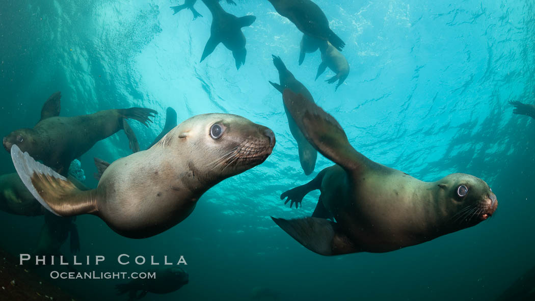 Steller sea lions underwater, Norris Rocks, Hornby Island, British Columbia, Canada., Eumetopias jubatus, natural history stock photograph, photo id 36079