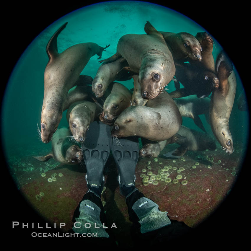 Steller sea lions underwater, Norris Rocks, Hornby Island, British Columbia, Canada, Eumetopias jubatus