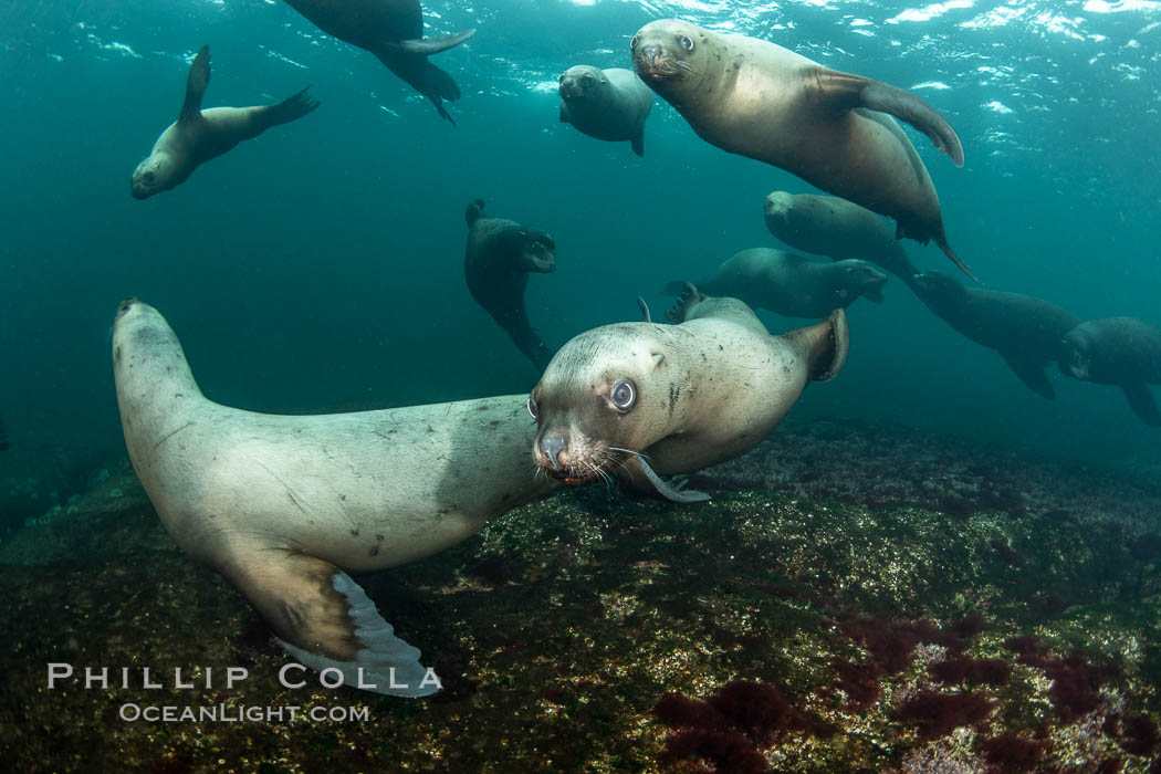 Steller sea lions underwater, Norris Rocks, Hornby Island, British Columbia, Canada., Eumetopias jubatus, natural history stock photograph, photo id 36091